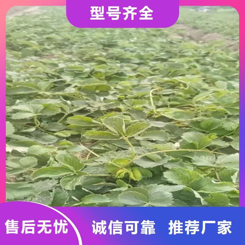 草莓苗【蟠桃苗】厂家案例