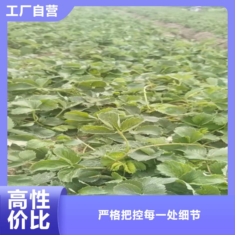 【草莓苗-黄金蜜桃苗专业厂家】