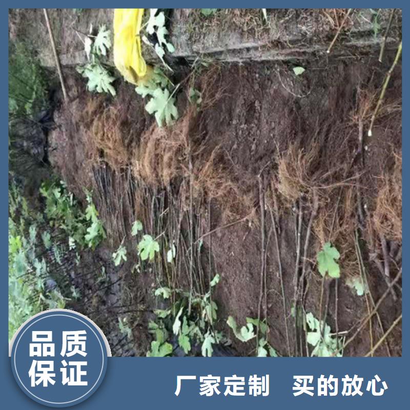 无花果-红耔山楂苗厂家直销售后完善