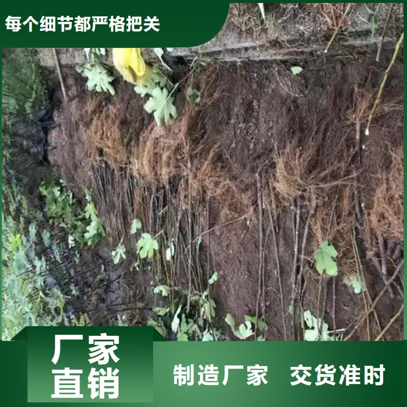 无花果梨树苗实体厂家大量现货