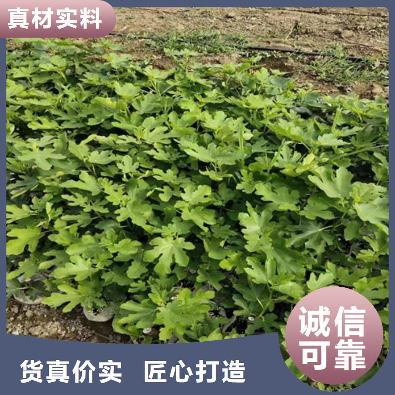 无花果桃树苗一站式采购商家