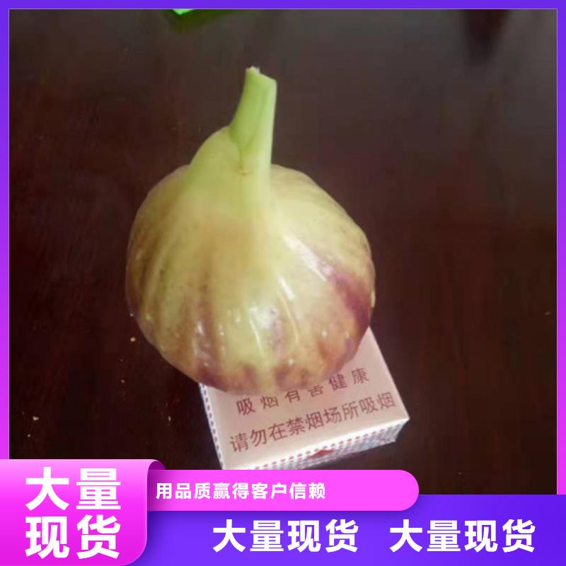 无花果樱桃苗实力工厂