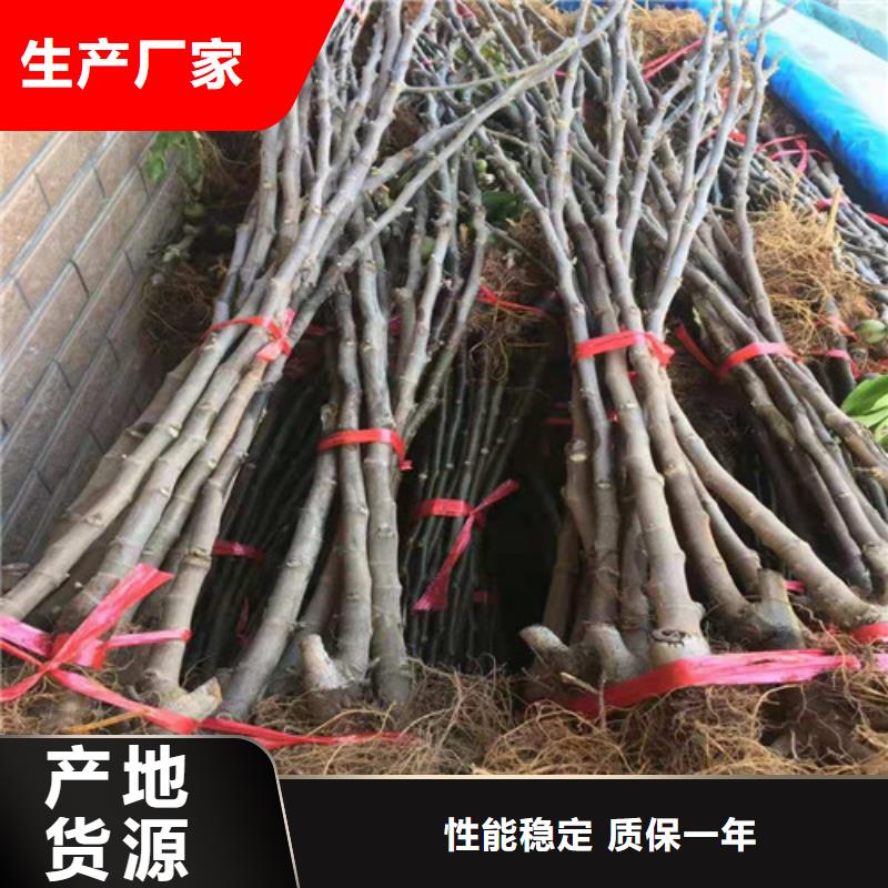 无花果山楂苗货源直销