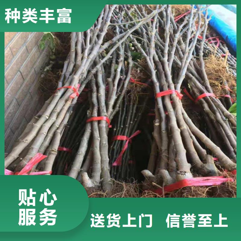 无花果枣树苗厂家大量现货