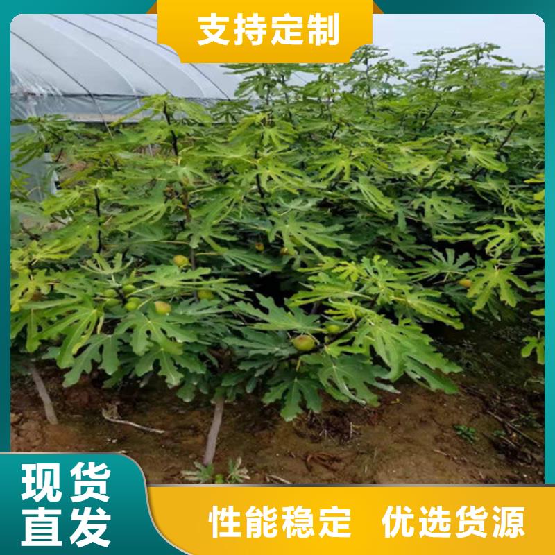 无花果大棚草莓苗支持定制