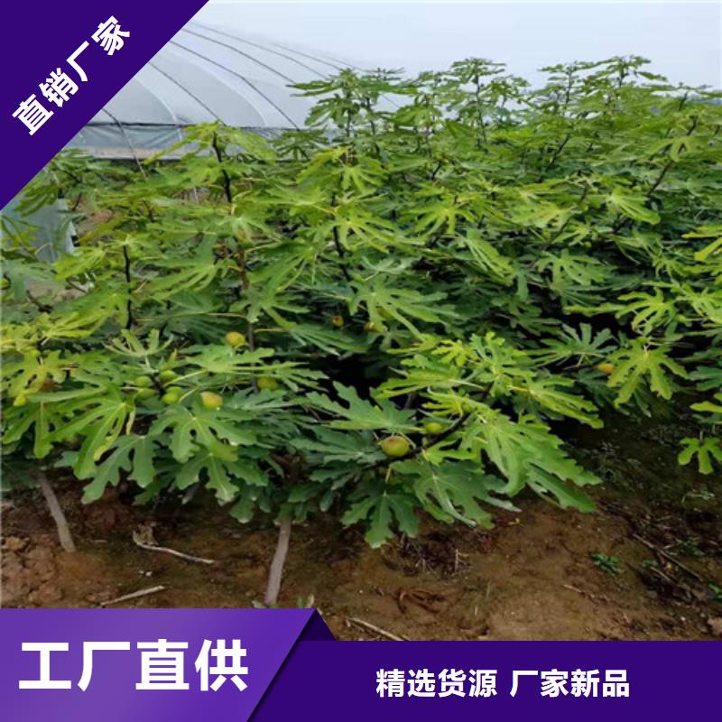 无花果_鲁樱三号樱桃工厂直供