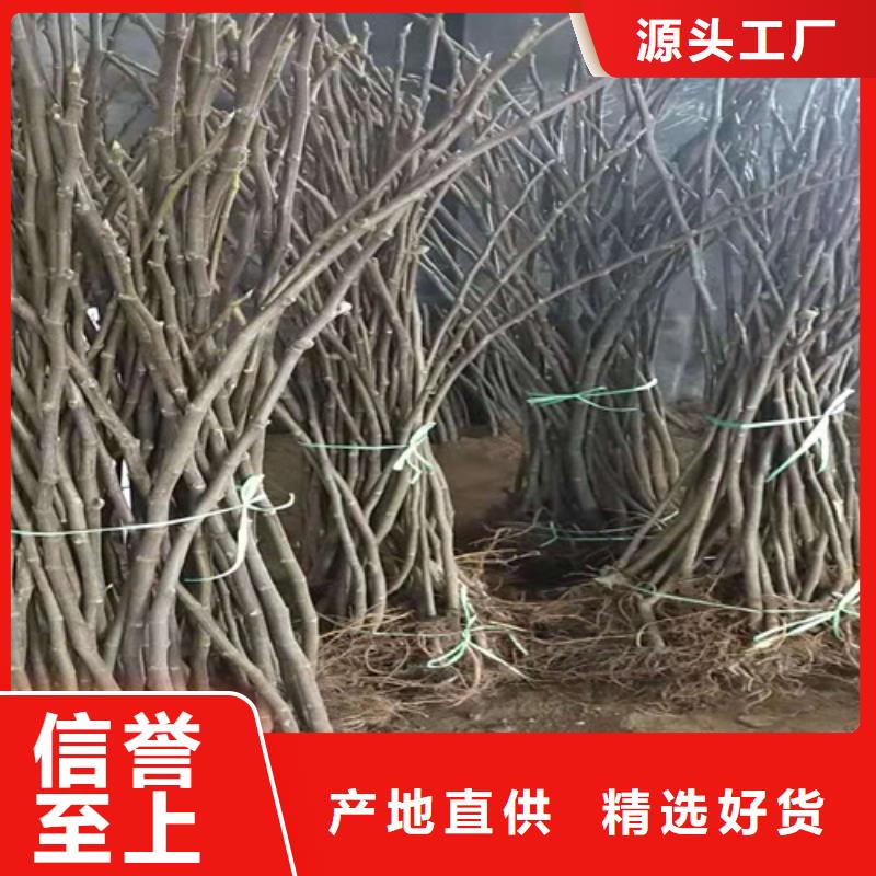 无花果黄桃苗快速发货