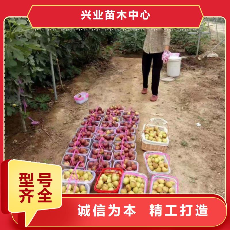 无花果大红袍花椒苗品质商家