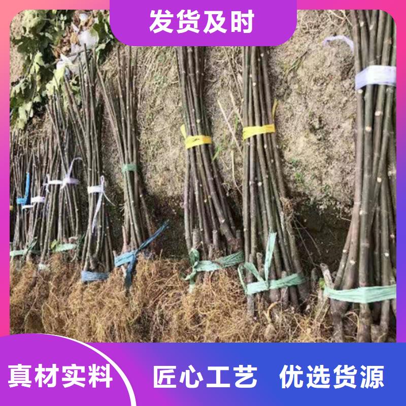 无花果蓝莓苗价格低