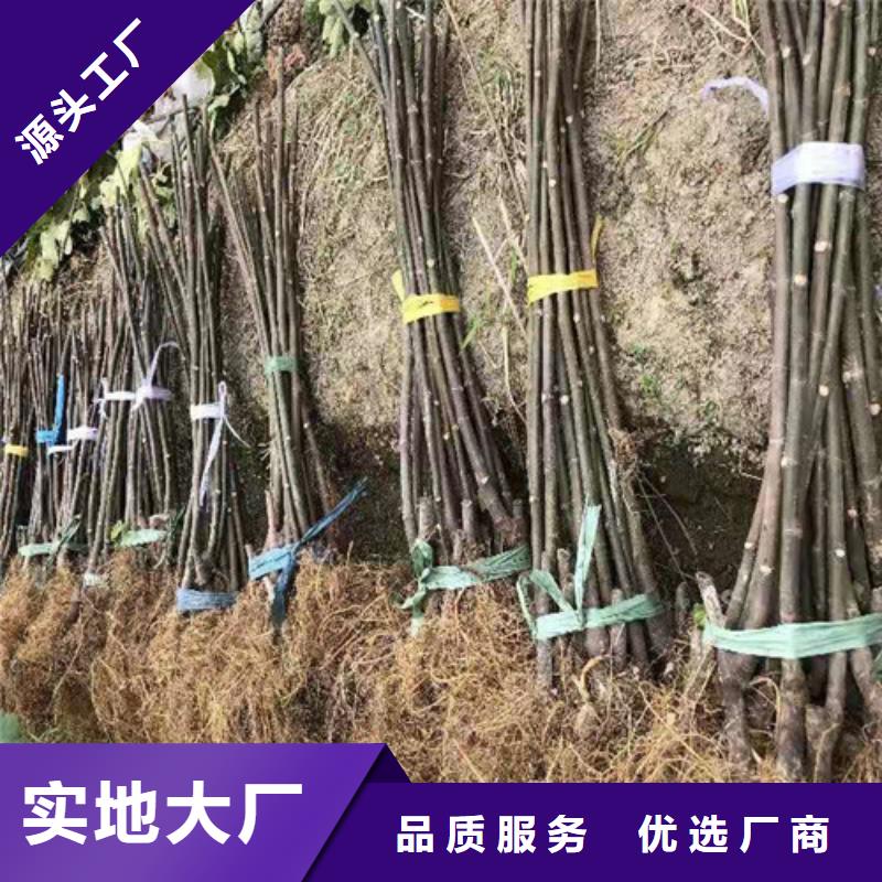 无花果_苹果苗细节决定成败