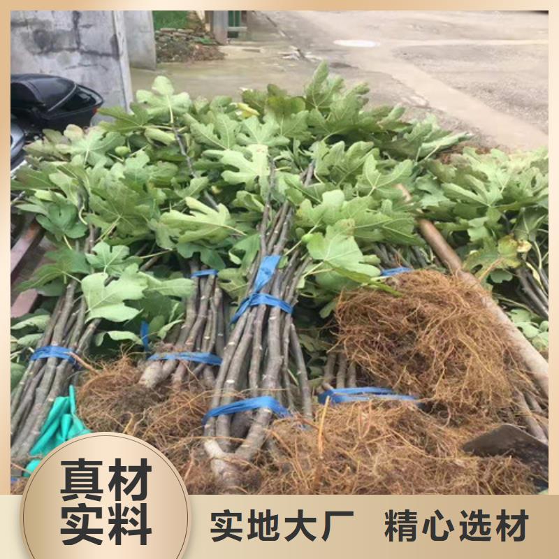 无花果枣树苗生产加工