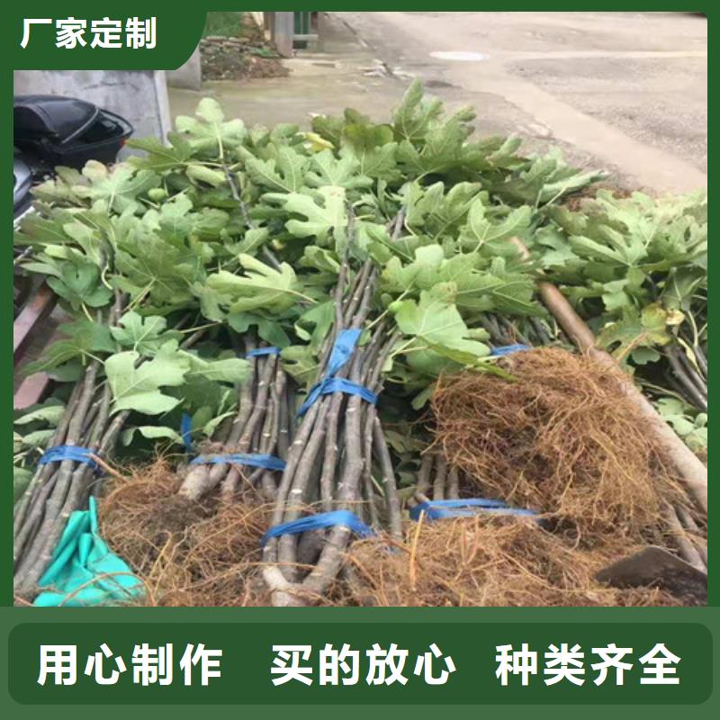 无花果草莓苗专业的生产厂家