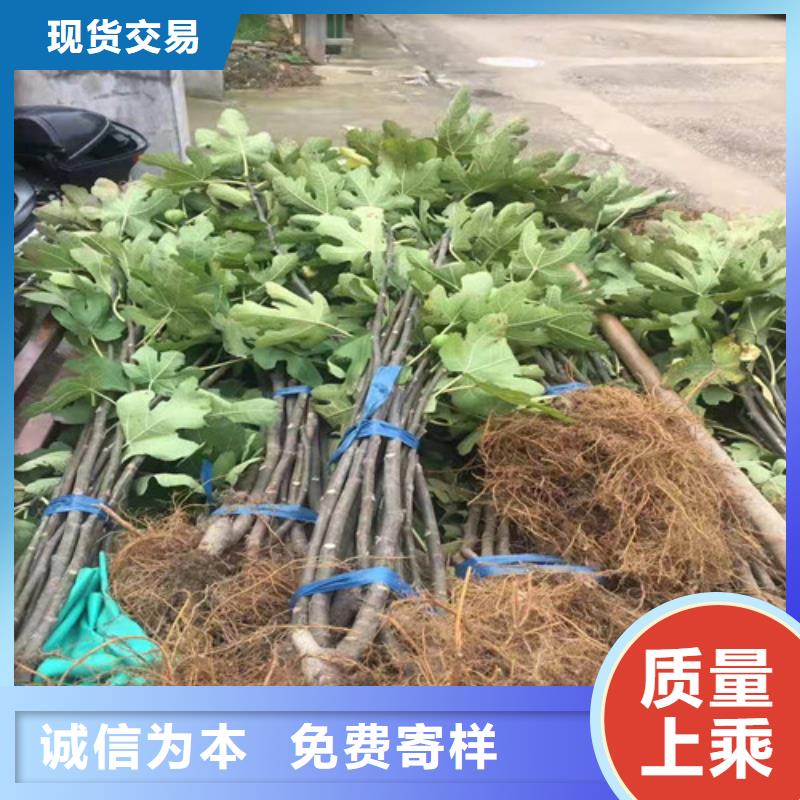 无花果大棚草莓苗真正让利给买家