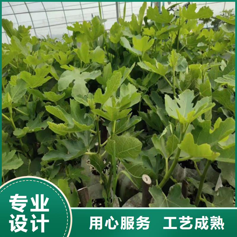 无花果,山楂苗货源足质量好