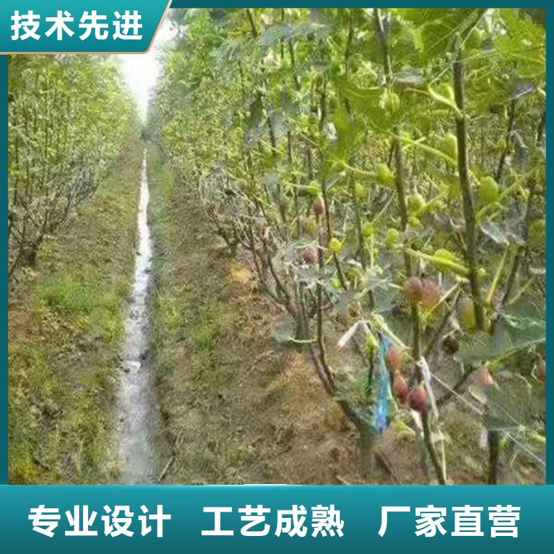 无花果板栗苗产品优良