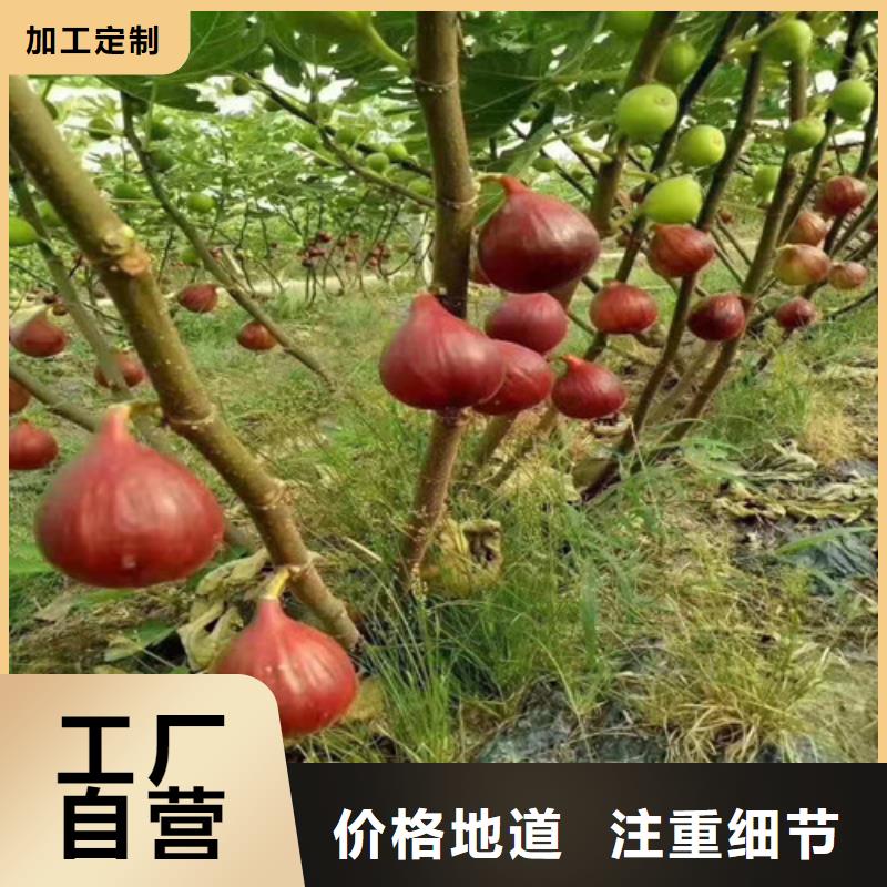 无花果-梨树苗出厂严格质检