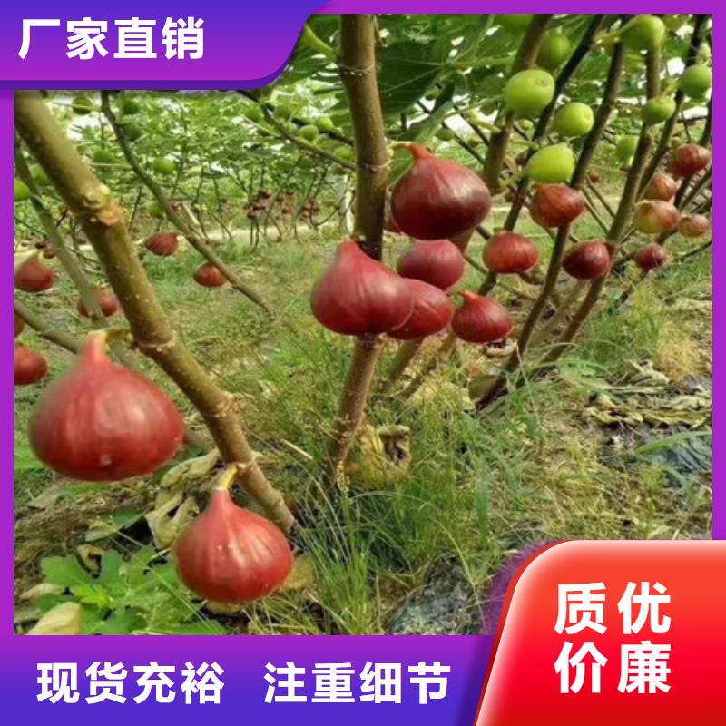 无花果板栗树细节展示