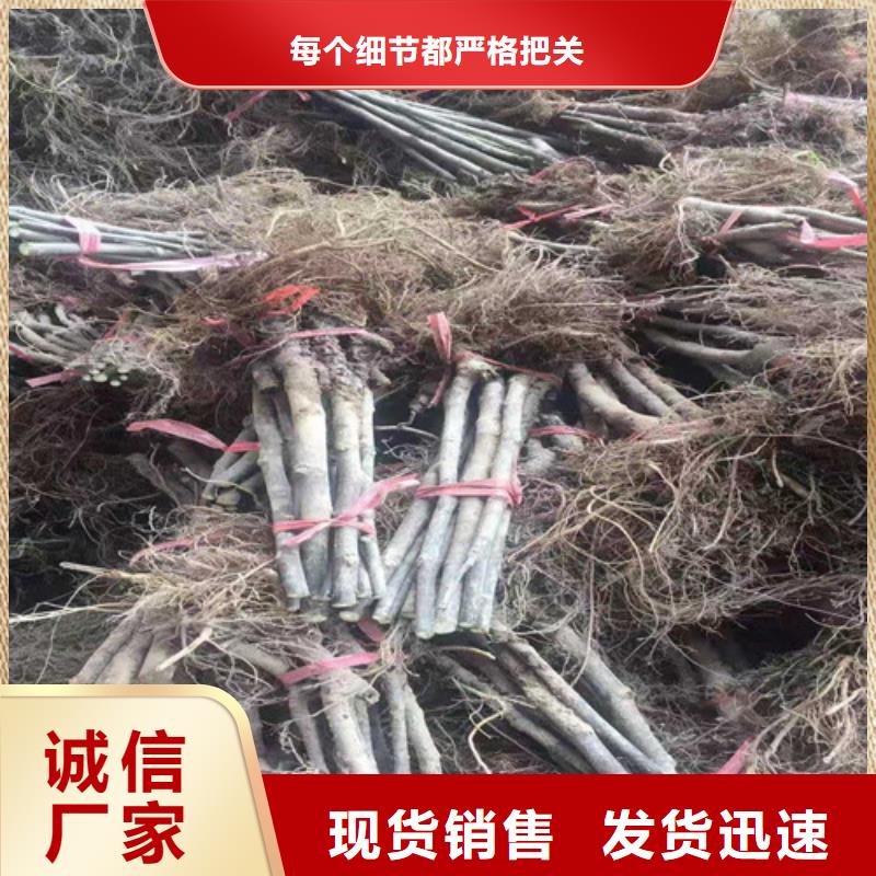 无花果樱桃树苗源头厂商