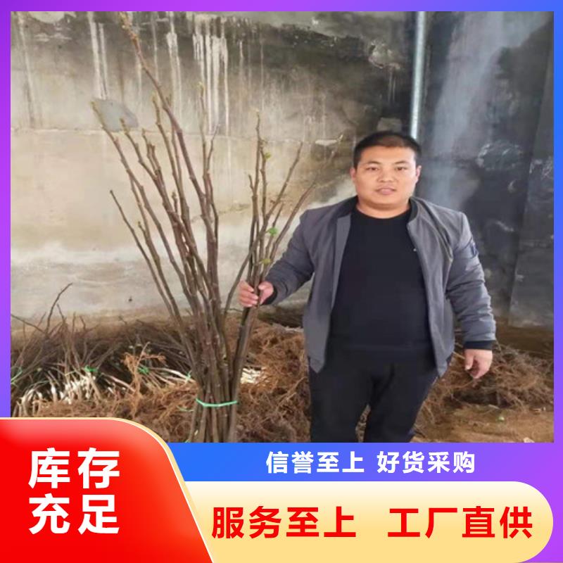 无花果桃树苗一站式采购商家