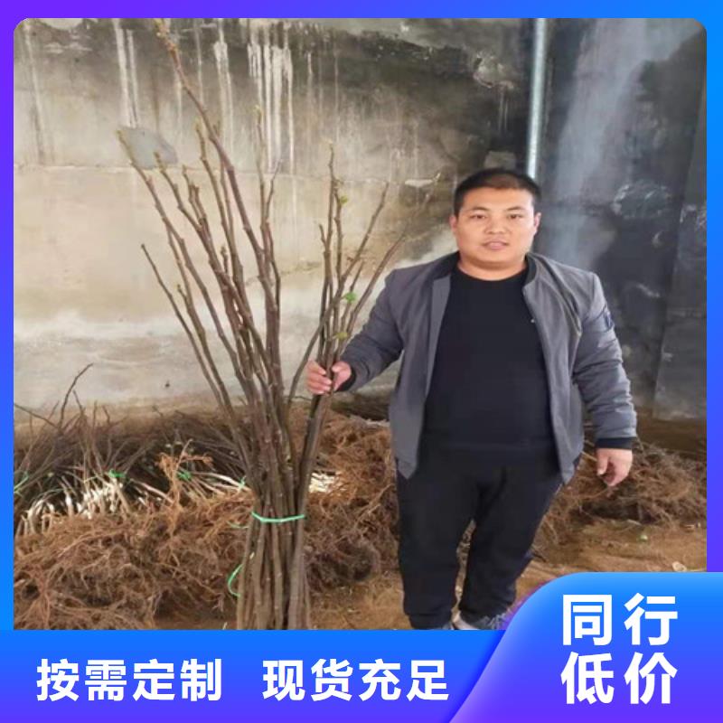 无花果苹果苗用心服务