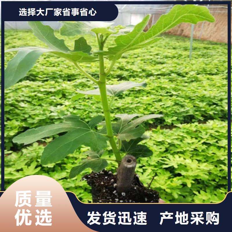 无花果大棚草莓苗真正让利给买家