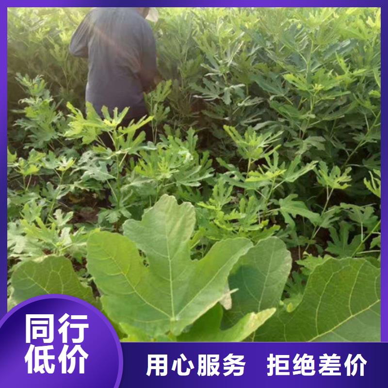 无花果大棚草莓苗可定制