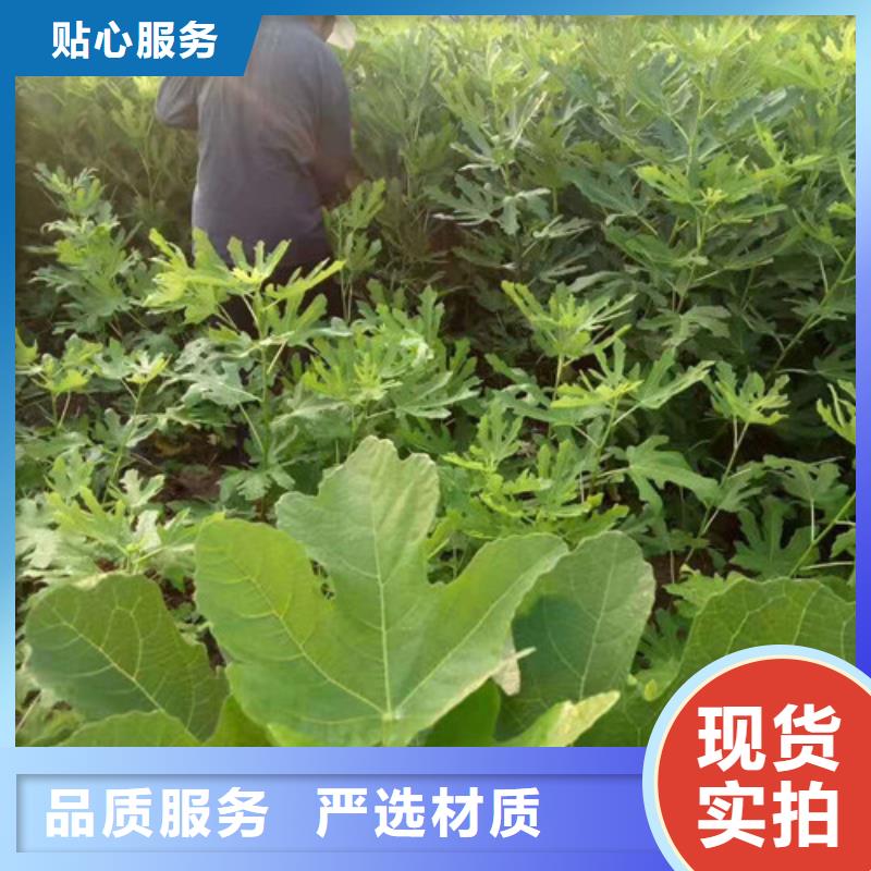 无花果梨树苗源头厂家供应