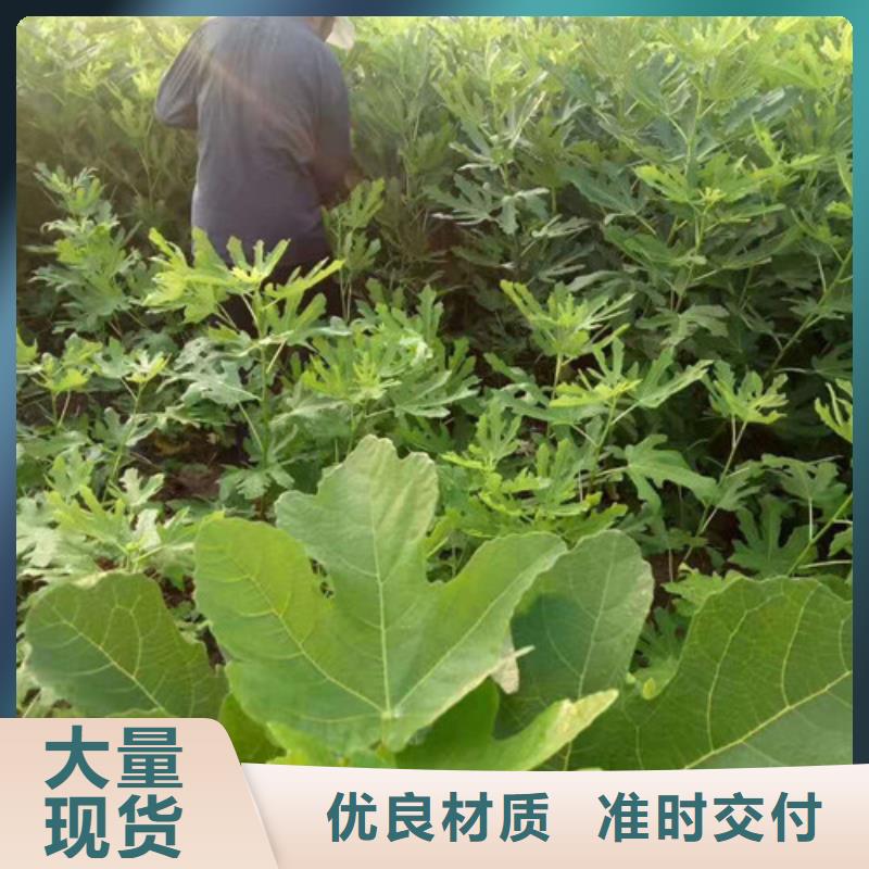 无花果樱桃树苗源头厂商