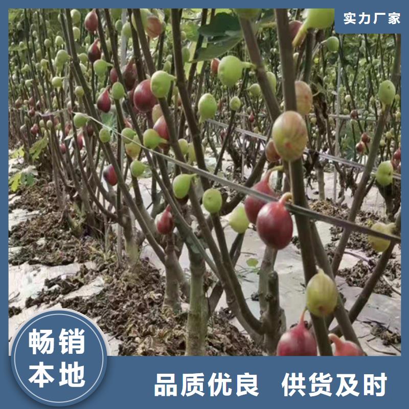 【无花果】秋月梨苗品种全