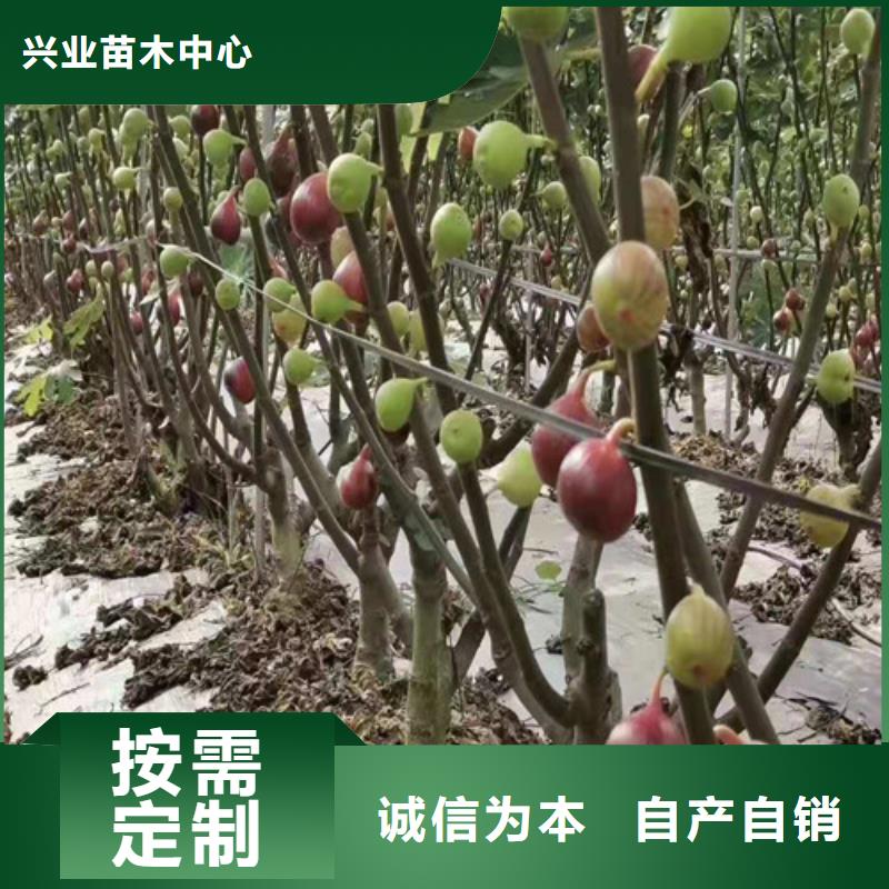 无花果大红袍花椒苗品质商家