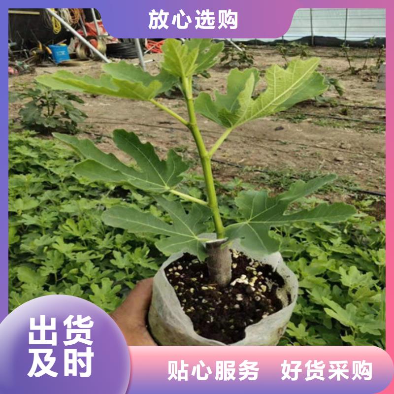 无花果大棚草莓苗可定制