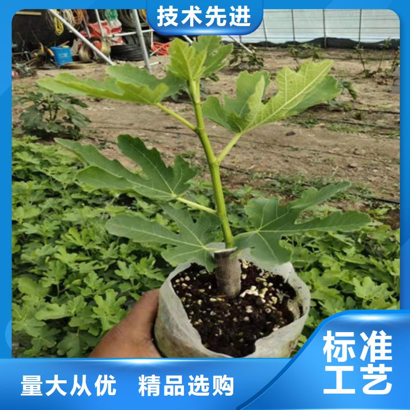 【无花果烟福8苹果苗超产品在细节】