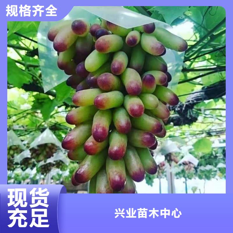 葡萄-草莓苗质优价廉