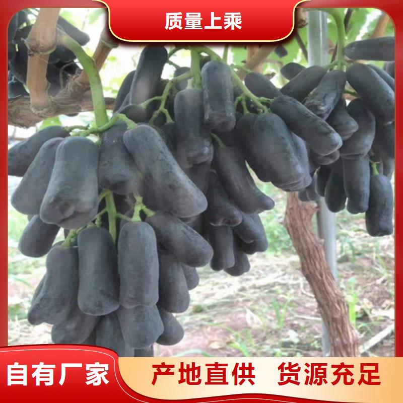 葡萄苹果树苗支持大小批量采购