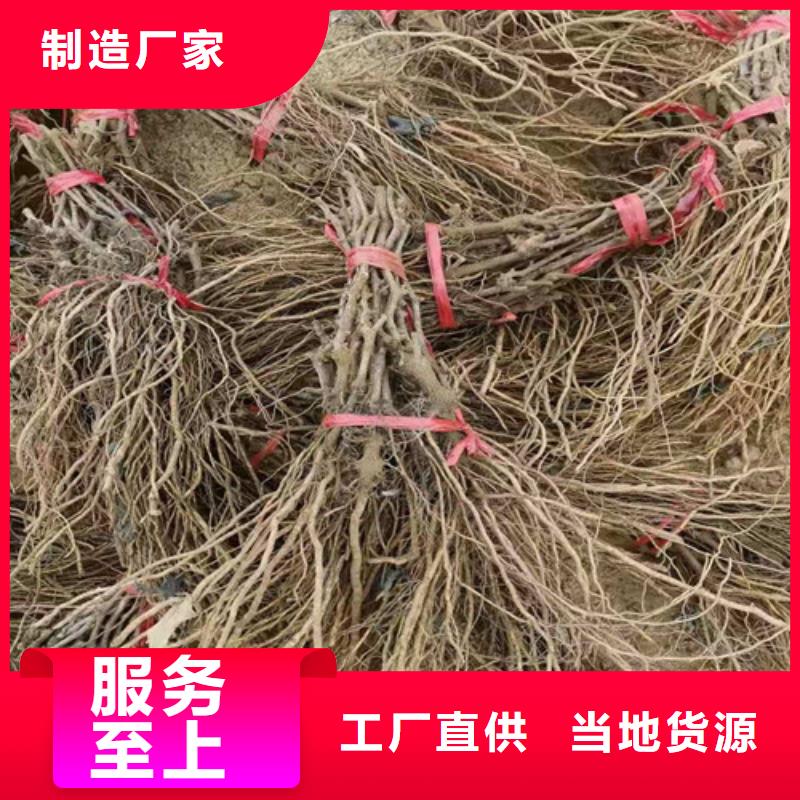 葡萄-草莓苗质优价廉