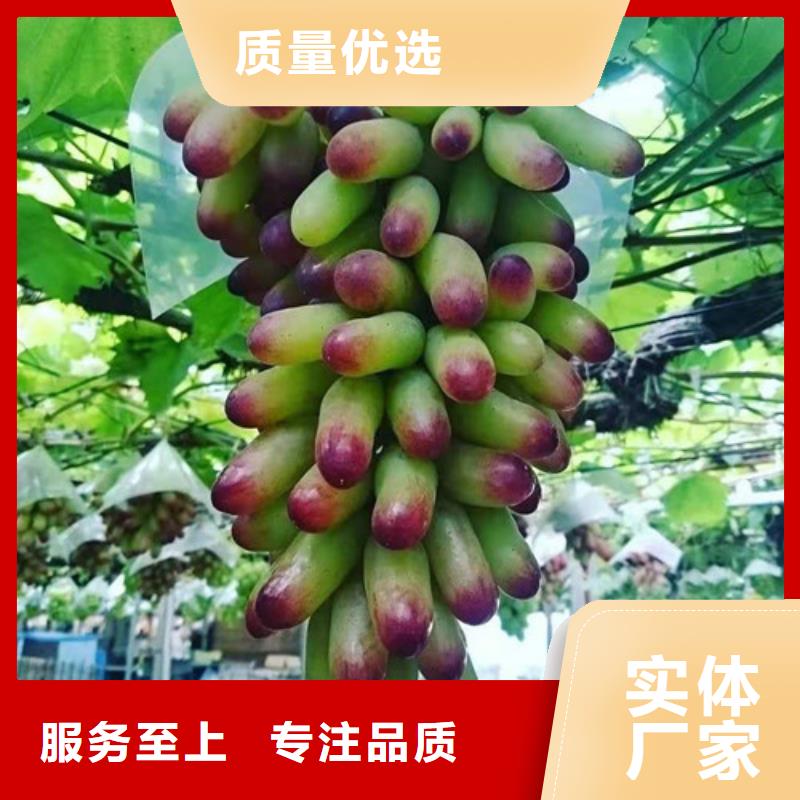 葡萄,梨树苗量大从优