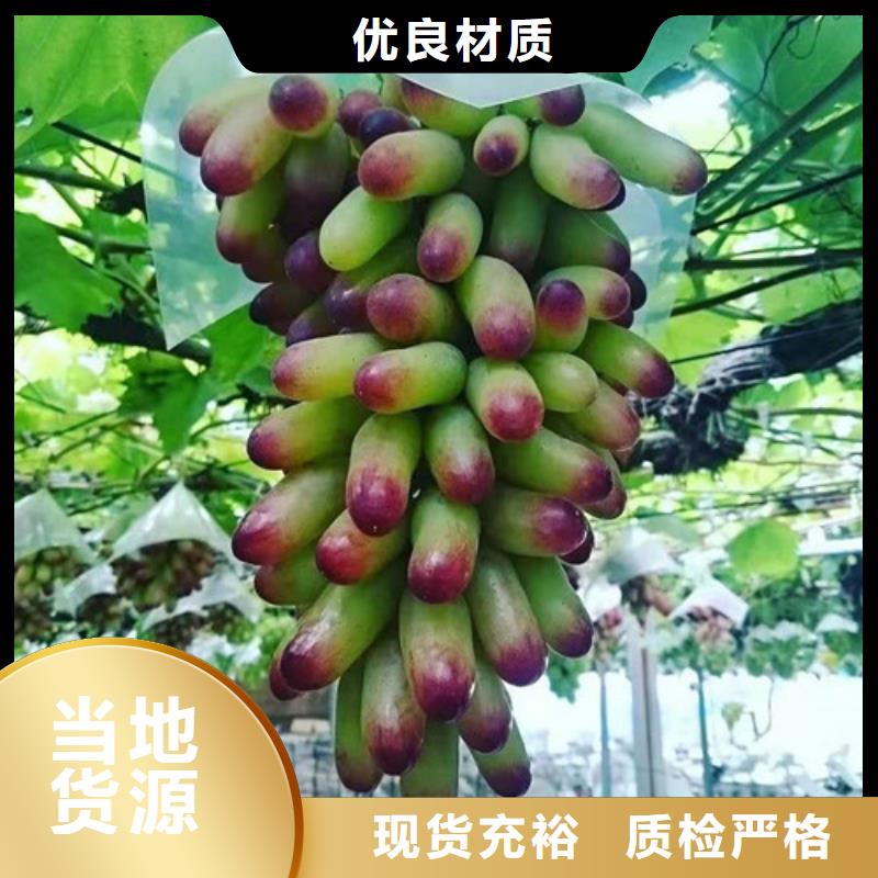 葡萄-草莓苗质优价廉