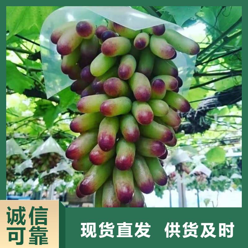 葡萄花椒苗支持定制