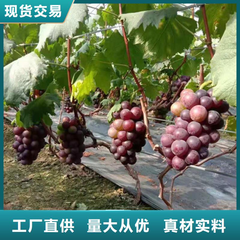 葡萄杏苗供您所需