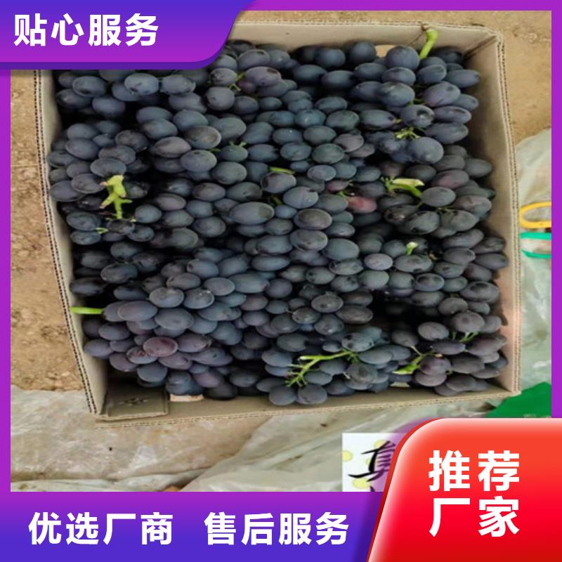 葡萄,梨树苗量大从优