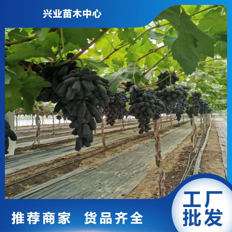 葡萄奥红一号用心做好每一件产品