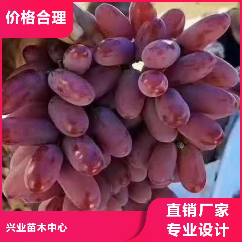 葡萄【葡萄苗】专注细节专注品质