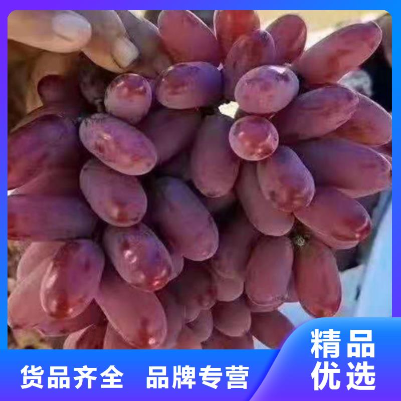 葡萄苹果树苗支持大小批量采购