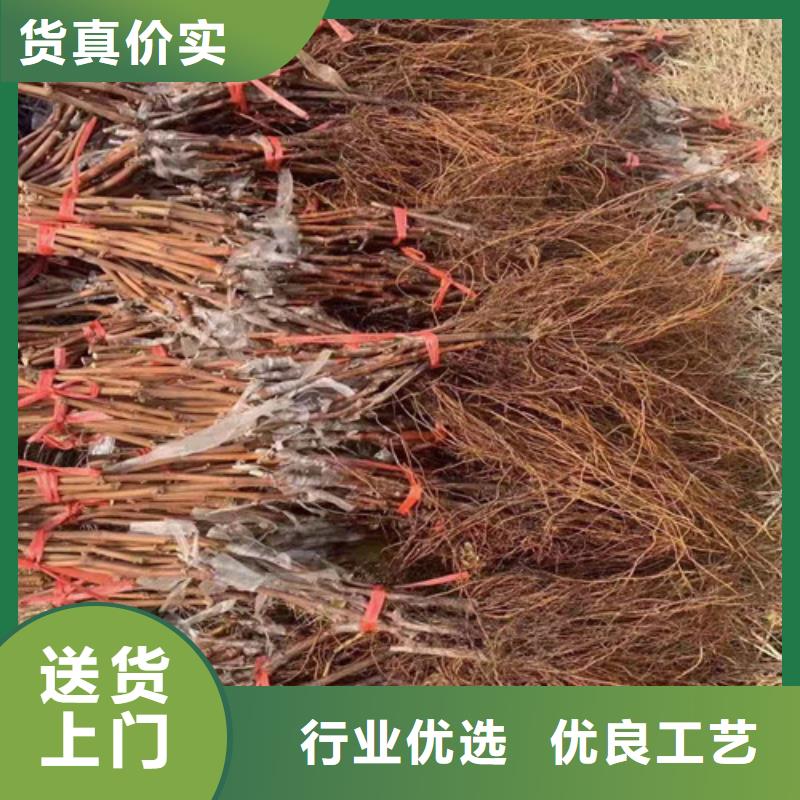 葡萄梨树苗源头厂家量大价优