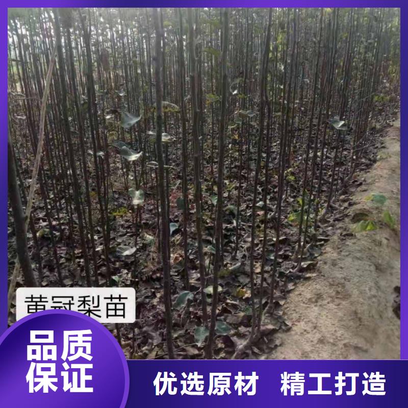 梨玉露香梨树苗优良工艺