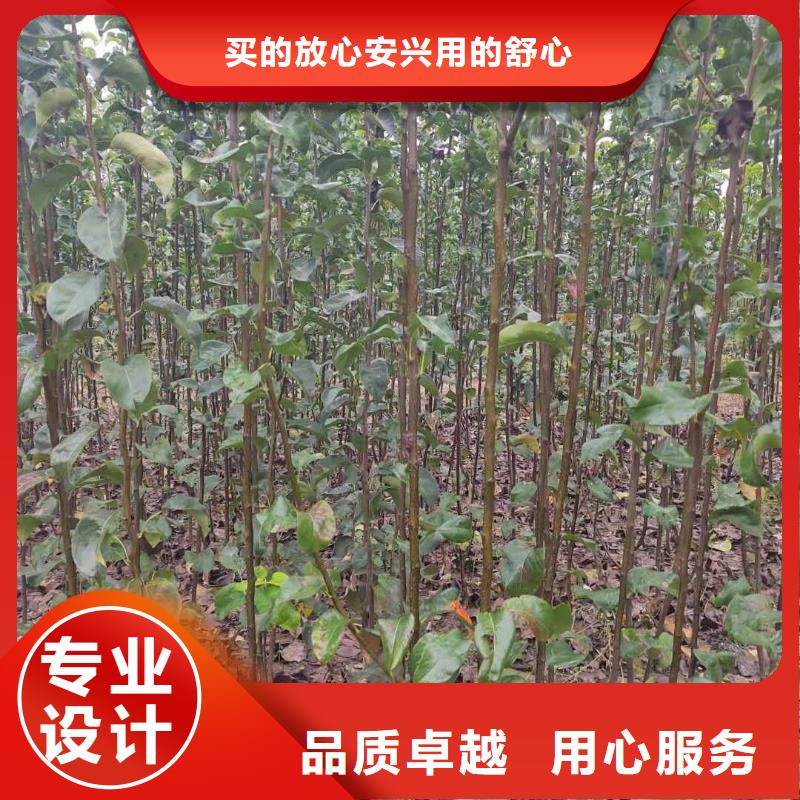 梨杜梨苗精选优质材料