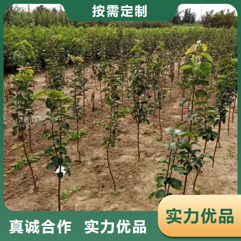 梨玉露香梨树苗产品实拍