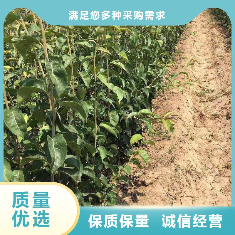 梨杜梨苗精选优质材料