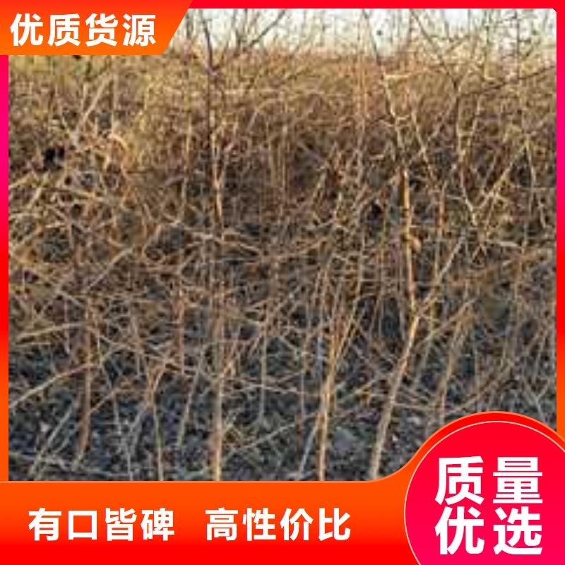 杜梨梨树苗基地买的放心安兴用的舒心