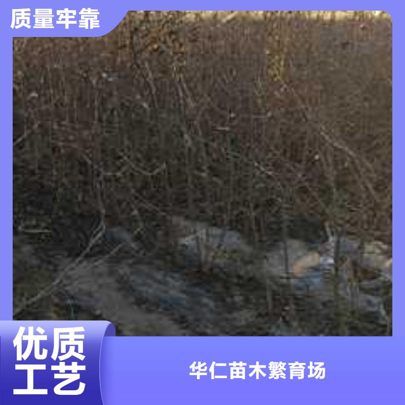 杜梨梨树苗基地种类丰富